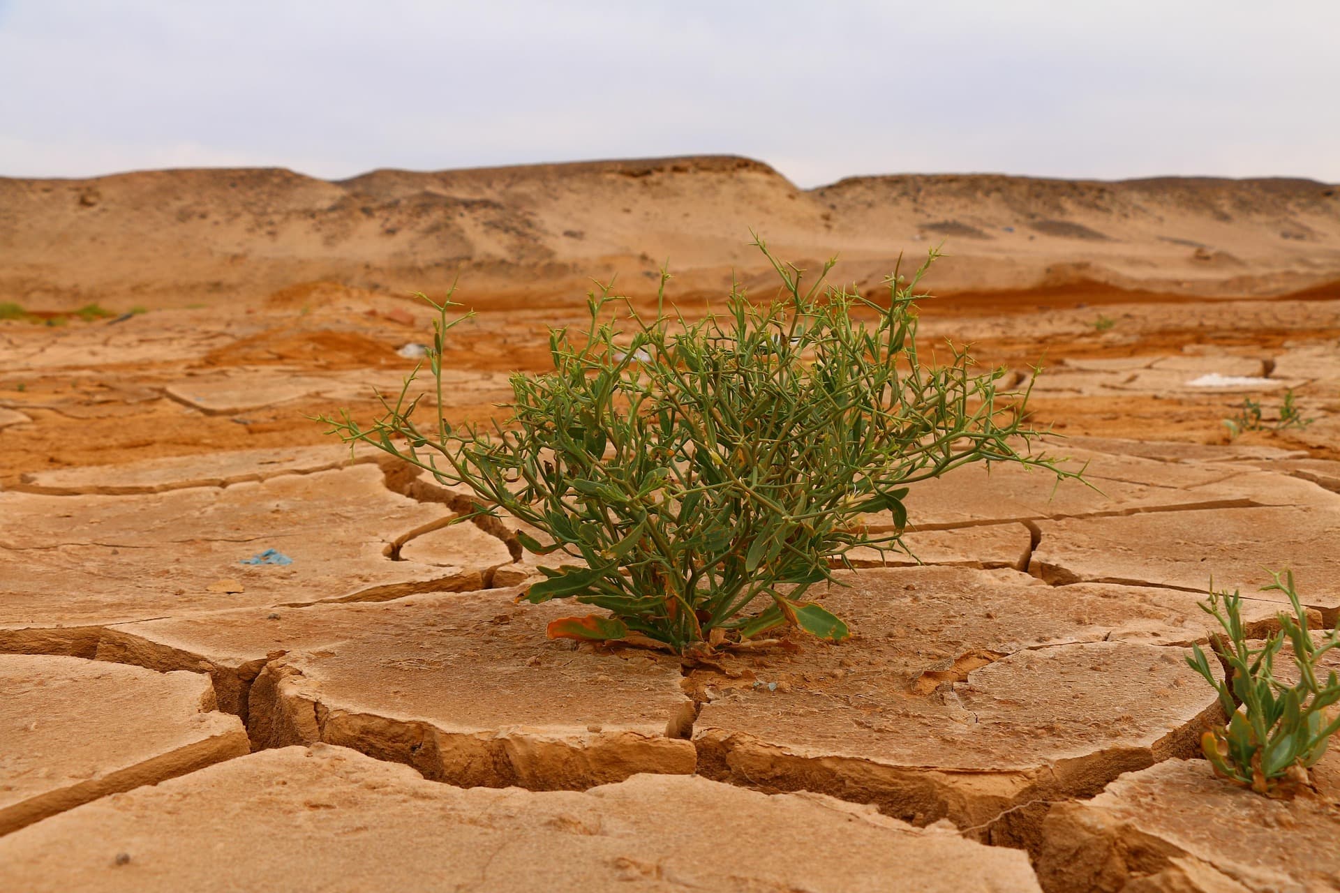 Climate resilience and community action
